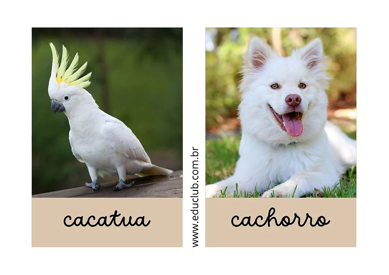 Animal com a letra C | Educlub
